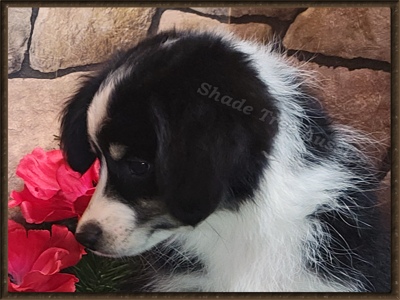 STA Shez Leaving On A Jet Plane , a Minatare Aussie and Miniature American Shepherd. STA Shez Leaving On A Jet Plane , a Minatare Aussie and Miniature American Shepherd.