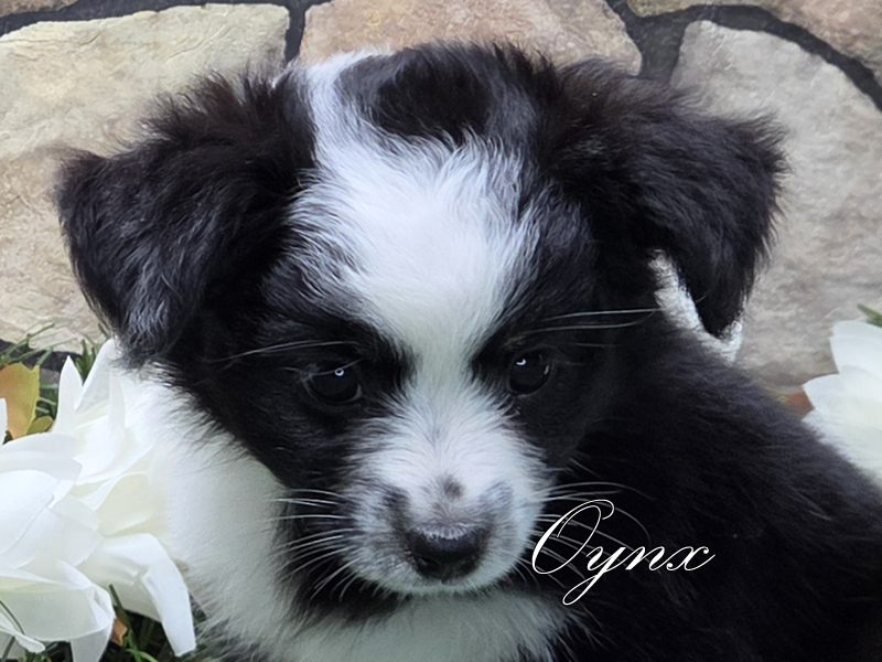 Pretty Oynx showing off her bright and happy personality . Pretty Oynx showing off her bright and happy personality .
