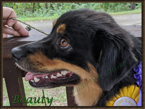 Beauty is a beautiful black Tri Miniature American Shepherd female with very correct conformation. Beauty is a beautiful black Tri Miniature American Shepherd female with very correct conformation.