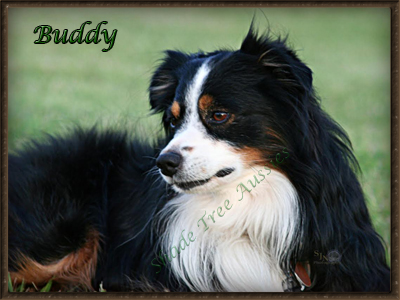 Heza Black Tri Affair "Buddy" Heza Black Tri Affair "Buddy"