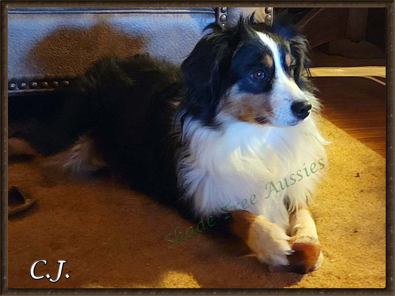 CJ's favorite hoof chew. She is very handy with her front feet. CJ's favorite hoof chew. She is very handy with her front feet.