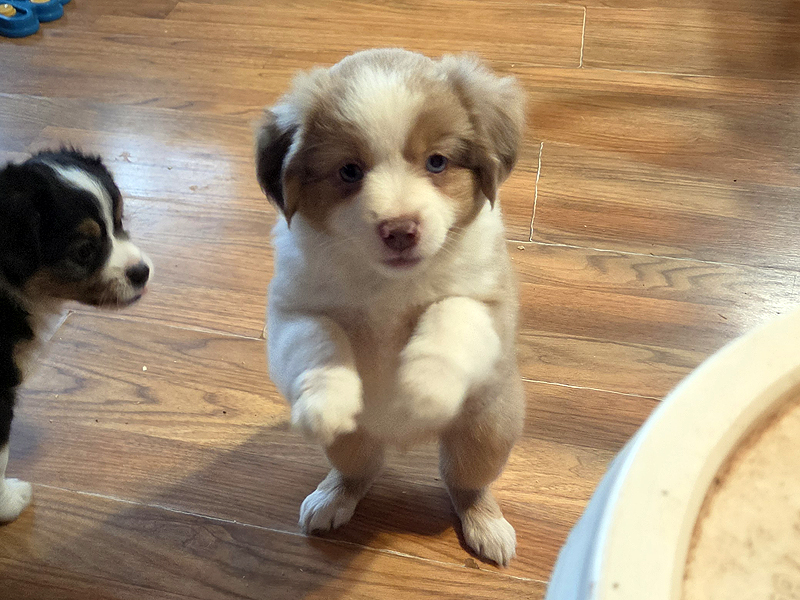 Red merle female Mini to Toy Aussie puppy. Red merle female Mini to Toy Aussie puppy.