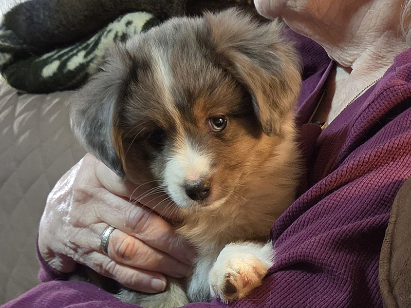 Blue merle male large Toy or small mini Aussie puppy for sale. Blue merle male large Toy or small mini Aussie puppy for sale.
