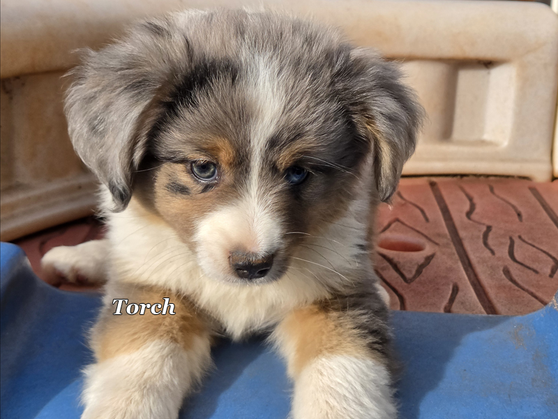 Blue merle male large Toy or small mini Aussie puppy for sale. Blue merle male large Toy or small mini Aussie puppy for sale.