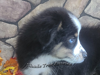 Freckles is a very pretty black tri female Toy Aussie with one blue eye. Freckles is a very pretty black tri female Toy Aussie with one blue eye.