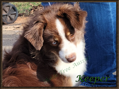 Duncan's Dainty Kona known as Kona, a red tri female Toy Australian Shepherd STA Sheza Whiskey Keeper Within know as "Keeper" a red tri female Toy Australian Shepherd.