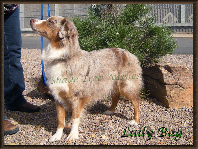Lady Bug is a standard red merle AKC Australian Shepherd. Lady Bug is a standard red merle AKC Australian Shepherd.