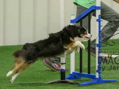 Outbacks Highway to the Danger Zone, Kibo, a Toy Australian Shepherd, competing in Agility. Outbacks Highway to the Danger Zone, Kibo, a Toy Australian Shepherd, competing in Agility.