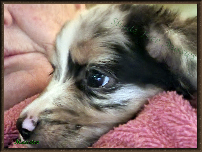 Monster at 16 weeks old. He loves to cuddle. Monster at 16 weeks old. He loves to cuddle.