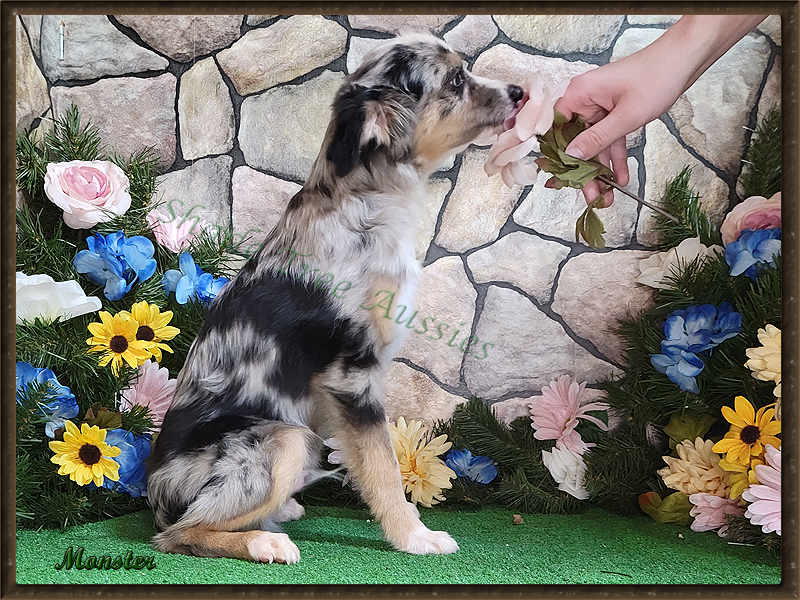 Monster is a blue merle male Toy Australian Shepherd shown at 6 months old. Monster is a blue merle male Toy Australian Shepherd shown at 6 months old.