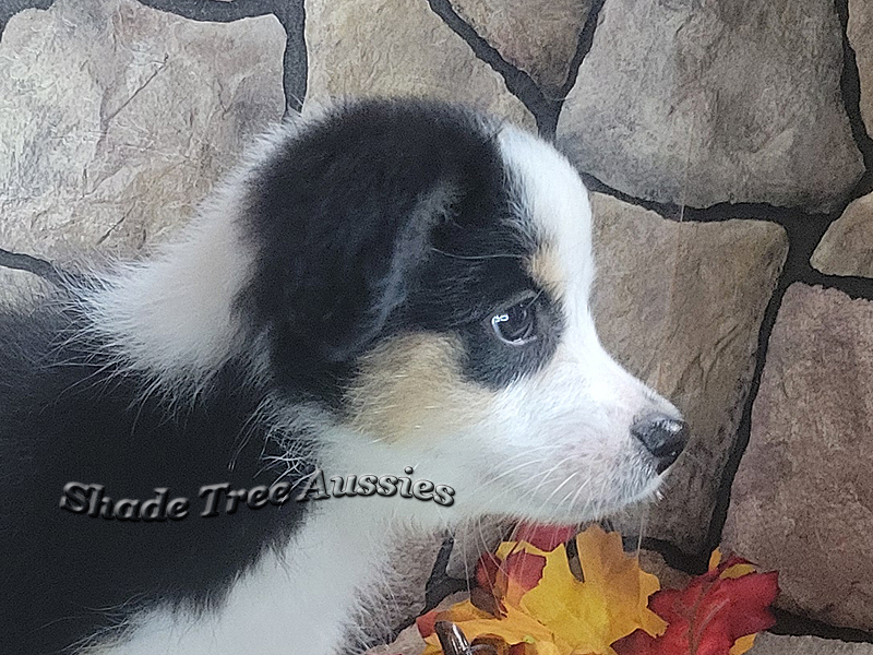 Oakley at 8 weeks old. She is just such a pretty girl. Oakley at 8 weeks old. She is just such a pretty girl.