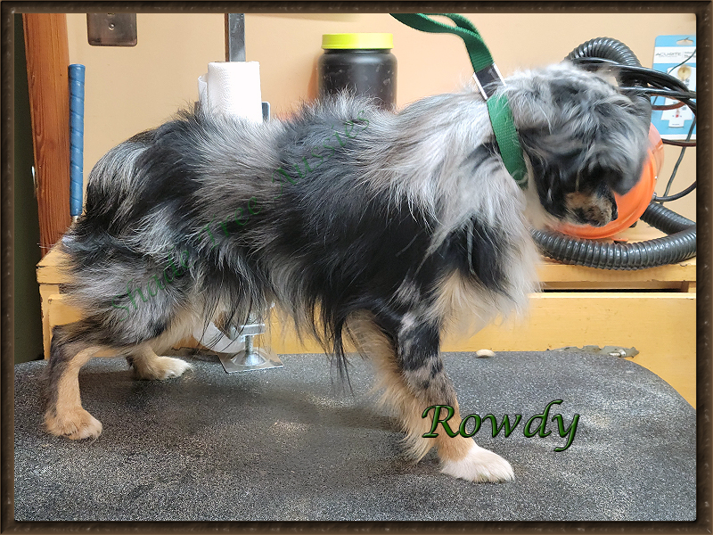 STA Hez Not So Ready blue merle male Toy Australian Shepherd shown at a little over a year old. STA Hez Not So Ready blue merle male Toy Australian Shepherd shown at a little over a year old.