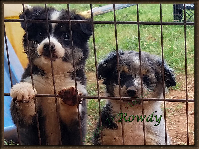 Rowdy and his partner in the mud puddle, CJ. Rowdy and his partner in the mud puddle, CJ.