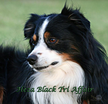 Heza Black Tri Affair "Buddy" is Whiskey's sire Heza Black Tri Affair "Buddy" is Whiskey's sire