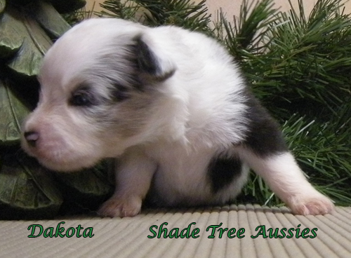 Whiskey shown at 19 days old. Whiskey shown at 19 days old.