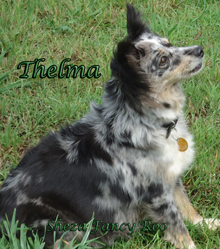 Sheza Fancy Roo "Thelma" is Whiskey's dam Sheza Fancy Roo "Thelma" is Whiskey's dam