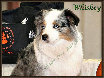 STA Heza Whiskey Asset STA Heza Whiskey Asset